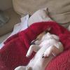 [REDACTED] [REDACTED]'s Jack Russell Terrier - Scamp