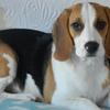 [REDACTED] [REDACTED]'s Beagle - Bella