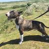 Catrina Kingham's Bull Terrier - Kobi