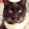 [REDACTED] [REDACTED]'s Domestic longhair cat - Marco Polo