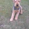 [REDACTED] [REDACTED]'s Airedale Terrier - Martin
