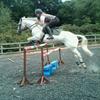 Lou Proctor's Irish Sport Horse - Hullabaloo