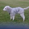 Diana Saunders 's Bedlington Terrier - George
