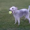 Diana Saunders 's Bedlington Terrier - Lexie