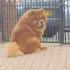 [REDACTED] [REDACTED]'s Chow Chow - Brian