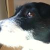 [REDACTED] [REDACTED]'s Jack Russell Terrier - Bella