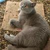 Kate Chaddock's British Domestic Shorthair - Willy