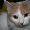 [REDACTED] [REDACTED]'s Domestic longhair cat - Cleopatra Snælda
