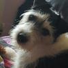 [REDACTED] [REDACTED]'s Jack Russell Terrier - Boycie