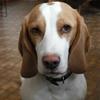 [REDACTED] [REDACTED]'s Beagle - Dylan