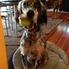 [REDACTED] [REDACTED]'s English Setter - Earle (Early Morning Runner)