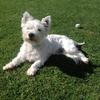 Patricia Marsden's West Highland White Terrier - Leo
