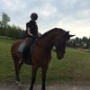 [REDACTED] [REDACTED]'s Hanoverian Horse - Aquiro