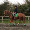 Julie Brown (270660julie)'s Irish Sport Horse - Uncle Fester