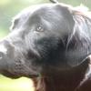 Serena Green's Flat Coated Retriever - Puzzle