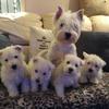 Jacqueline Dickinson's West Highland White Terrier - Dolly