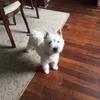 Jacqueline Dickinson's West Highland White Terrier - Lady