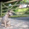 Jane Geoghegan's Border Terrier - Rocket
