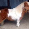 [REDACTED] [REDACTED]'s Shetland Pony - Darren