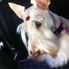 Laura  Borges C/o Concierge's Scottish Terrier - Valentina