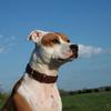 Michelle Bartsch's American Staffordshire Terrier - Poppy