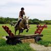Abbey Hendrick 's Irish Sport Horse - Honey