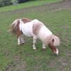 Emily Grey's Shetland Pony - Bob