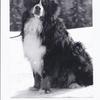 Stephane Marest's Bernese Mountain Dog - Haslan