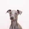 Paz  Castro's Italian Greyhound - Lloyd