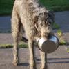 [REDACTED] [REDACTED]'s Irish Wolfhound - Tommy