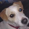 Jane West's Jack Russell Terrier - Dusty