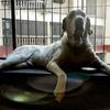 Harshit Desai's Labrador Retriever - Cupid