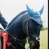 Karen Hill's Irish Sport Horse - Iggy
