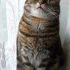 Leah Russell's British Domestic Shorthair - Willow