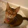 Lucy Brown's Abyssinian - Belle