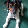 Kelly Narramore's Jack Russell Terrier - Olly