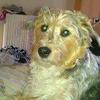 Ian  McIntyre's Cairn Terrier - Rufus