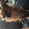 Tanith  Daniels 's Chihuahua - Mimi