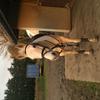 Jenny Wills's Irish Sport Horse - Bonnie
