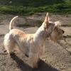 Shirley Bowley's Scottish Terrier - Angus