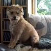 Lisa Osborne's Lakeland Terrier - Twiglet