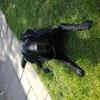 Beth Gilman's Labrador Retriever - Raffy
