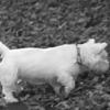 [REDACTED] [REDACTED]'s West Highland White Terrier - Jack