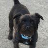 Mike Phillips's Patterdale Terrier - Max