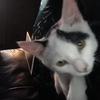 Nick Martyn's Domestic longhair cat - Noah