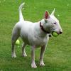 TIM FINCH (tat2bullterriers)'s Bull Terrier - Daisy