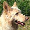 Carol Ashworth's German Shepherd Dog (Alsatian) - Skye
