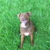 Steph Griffin's Patterdale Terrier - Rolo