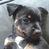 Amy Watson's Jack Russell Terrier - Ike