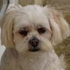 Margaret Finnis's Lhasa Apso - Lucy